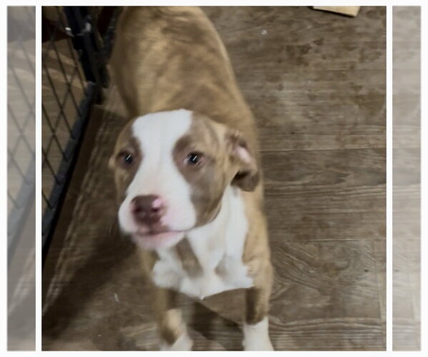 Medium Photo #2 Mutt Puppy For Sale in Mooresville, NC, USA