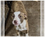 Small #1 Mutt