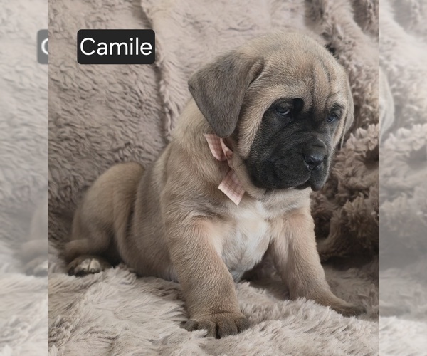 Medium Photo #4 Cane Corso Puppy For Sale in MINERAL WELLS, WV, USA
