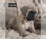 Small #3 Cane Corso