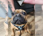 Small #4 French Bulldog