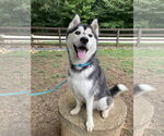 Small Siberian Husky