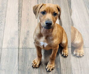 Rhodesian Ridgeback-Unknown Mix Dogs for adoption in Hilton Head, SC, USA