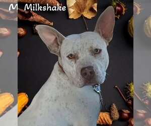 Medium American Pit Bull Terrier-Dalmatian Mix