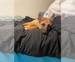 Small #5 German Shepherd Dog