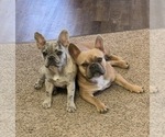 Small Photo #1 French Bulldog Puppy For Sale in PUEBLO, CO, USA