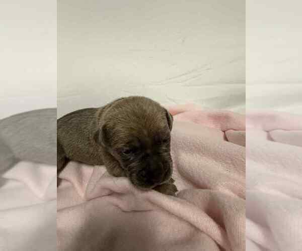 Medium Photo #3 Cane Corso Puppy For Sale in CAMBY, IN, USA