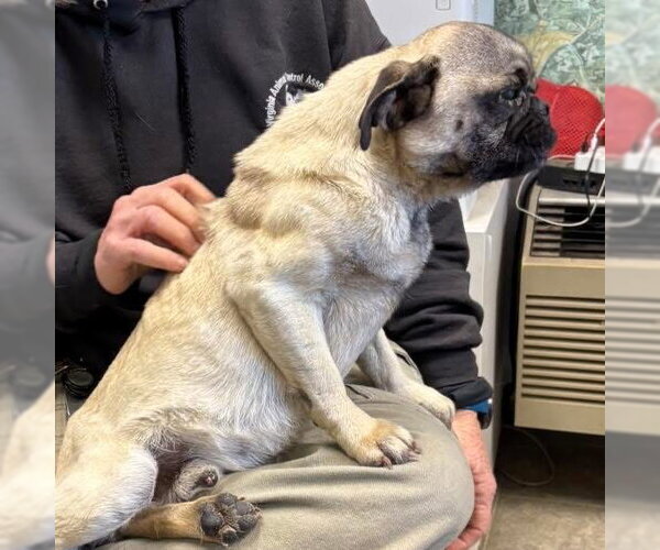 Medium Photo #3 Pug Puppy For Sale in Rustburg, VA, USA