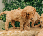 Small Photo #25 Goldendoodle Puppy For Sale in PECK, KS, USA