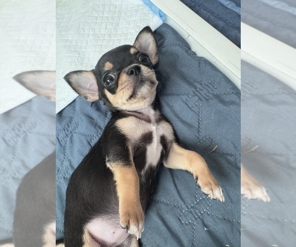 Medium Photo #15 Chihuahua Puppy For Sale in TIJERAS, NM, USA