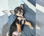 Baby Girl - Female Chihuahua Puppy for Sale - Photo #15