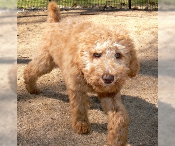 Medium Photo #4 Australian Labradoodle-Poodle (Standard) Mix Puppy For Sale in WILSON, CT, USA