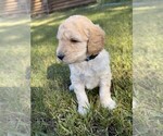 Puppy Teddy Goldendoodle