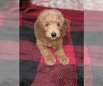 Small #20 Goldendoodle