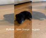 Small #18 German Shepherd Dog