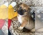 Small #2 French Bulldog