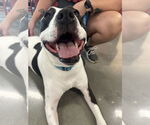 Small #39 American Pit Bull Terrier