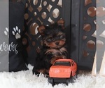 Small #1 Yorkshire Terrier