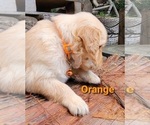 Small Photo #34 Golden Retriever Puppy For Sale in CHINO HILLS, CA, USA