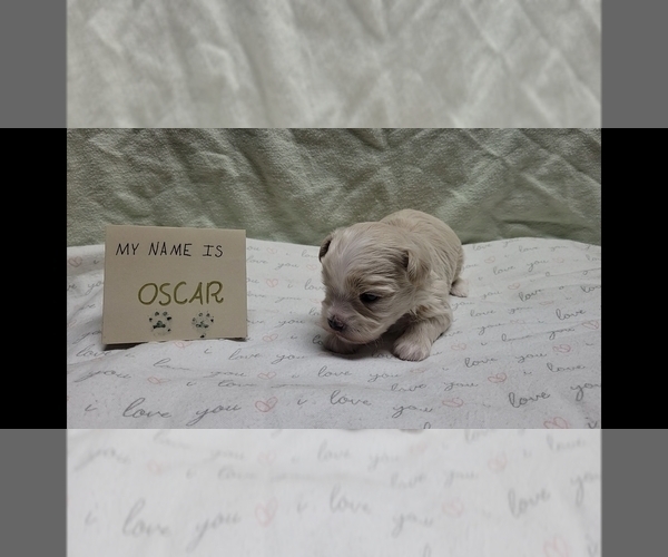 Medium Photo #9 Maltipoo (Miniature) Puppy For Sale in BROOKFIELD, MO, USA