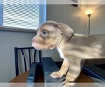 Small Photo #6 American Bully Puppy For Sale in GREELEY, CO, USA
