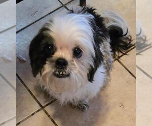 Shih Tzu Dogs for adoption in San Antonio, TX, USA