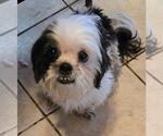 Small Shih Tzu