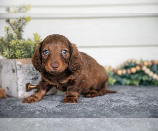 Medium Photo #1 Dachshund Puppy For Sale in BREMEN, IN, USA