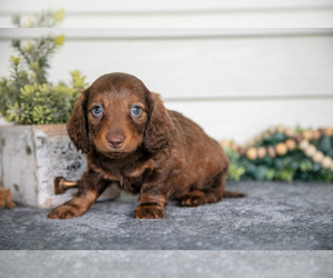 Medium Dachshund
