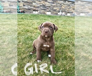 American Bully-Labrador Retriever Mix Puppy for sale in BLAINE, WA, USA