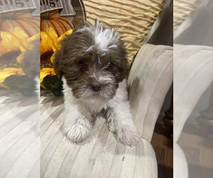 ShihPoo Puppy for Sale in MOUNT CLEMENS, Michigan USA