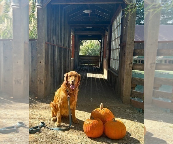 Medium Photo #1 Golden Retriever Puppy For Sale in SACRAMENTO, CA, USA