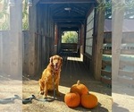 Small Photo #1 Golden Retriever Puppy For Sale in SACRAMENTO, CA, USA