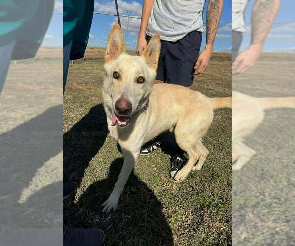 Medium Photo #3 German Shepherd Dog-Unknown Mix Puppy For Sale in Abbeville, LA, USA