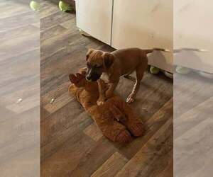 Boxer-Unknown Mix Puppy for sale in THORNVILLE, OH, USA