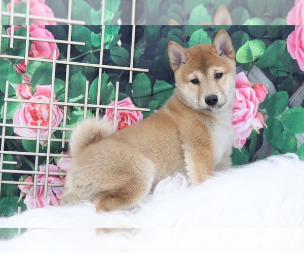 Medium Photo #2 Shiba Inu Puppy For Sale in MARIETTA, GA, USA