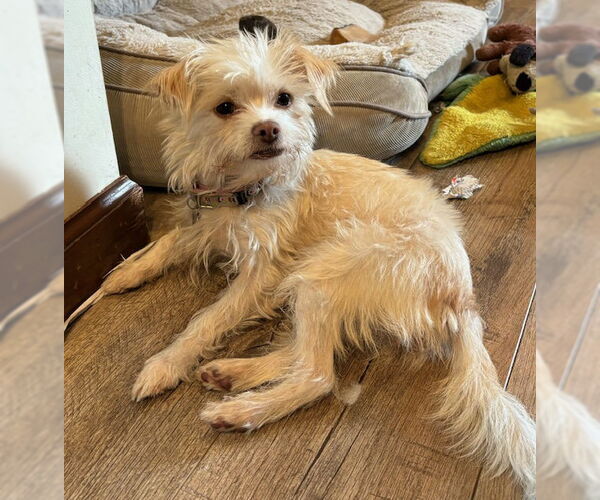 Medium Photo #1 Mutt Puppy For Sale in Cuba, NY, USA