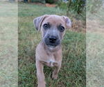 Small Mutt
