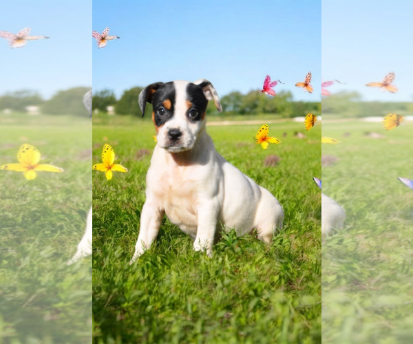 Medium Photo #12 Basenji-Rat Terrier Mix Puppy For Sale in McKinney, TX, USA