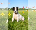 Small #11 Basenji-Rat Terrier Mix