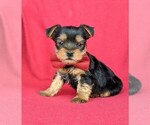 Small Photo #2 Yorkshire Terrier Puppy For Sale in BIRD IN HAND, PA, USA