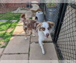 Small #4 Australian Shepherd