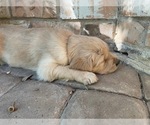 Small Photo #7 Golden Retriever Puppy For Sale in MCKINNEY, TX, USA