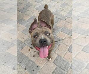 Mutt Dogs for adoption in Santa Maria, CA, USA