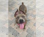 Small Mutt