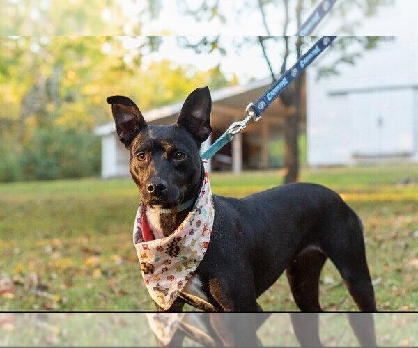 Medium Photo #1 Sheprador Puppy For Sale in Raleigh, NC, USA