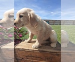Small Photo #3 Golden Retriever Puppy For Sale in CANON CITY, CO, USA
