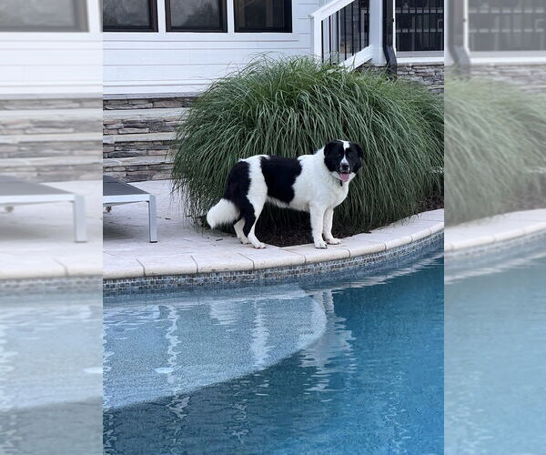 Medium Photo #3 Pyrenees Border Collie Puppy For Sale in Raleigh, NC, USA