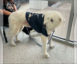 Max - Male Great Pyrenees-Unknown Mix Dog for Adoption - Photo #13