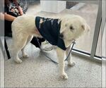 Small #12 Great Pyrenees Mix